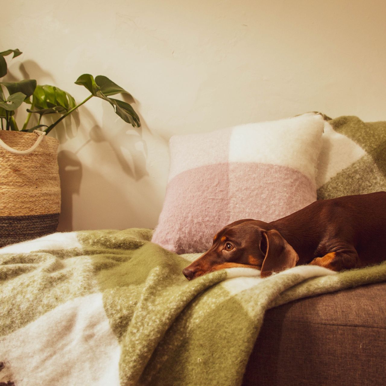Penelope Lavender and Olive lifestyle shot with dog