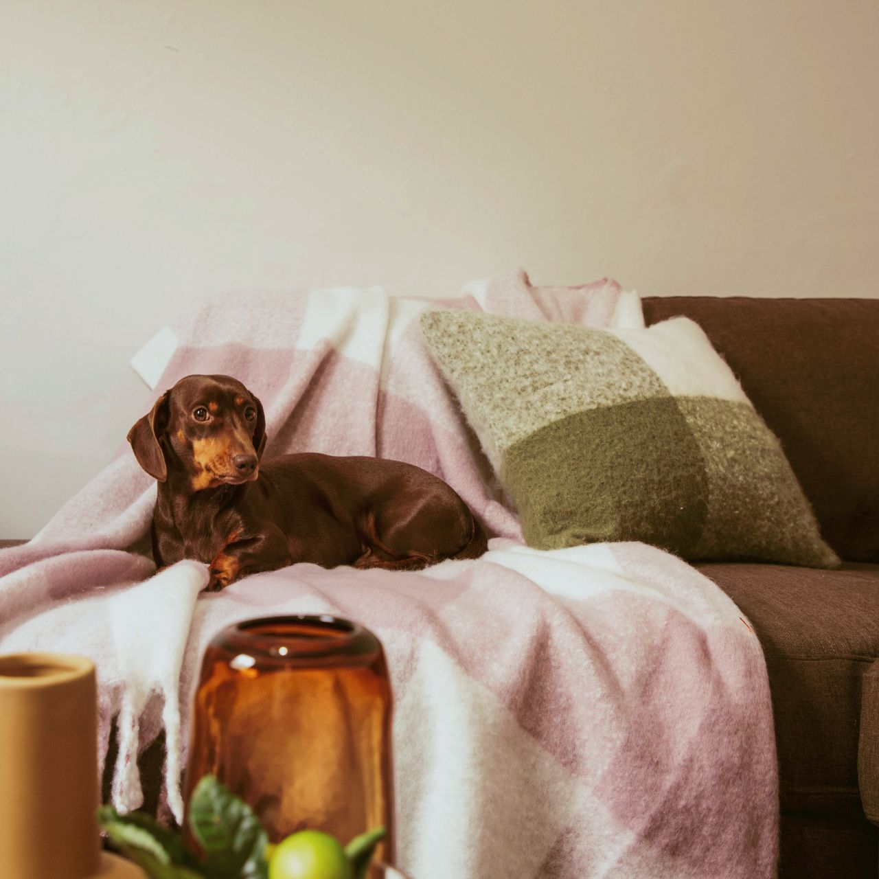 Penelope Olive and Lavender lifestyle shot with dog