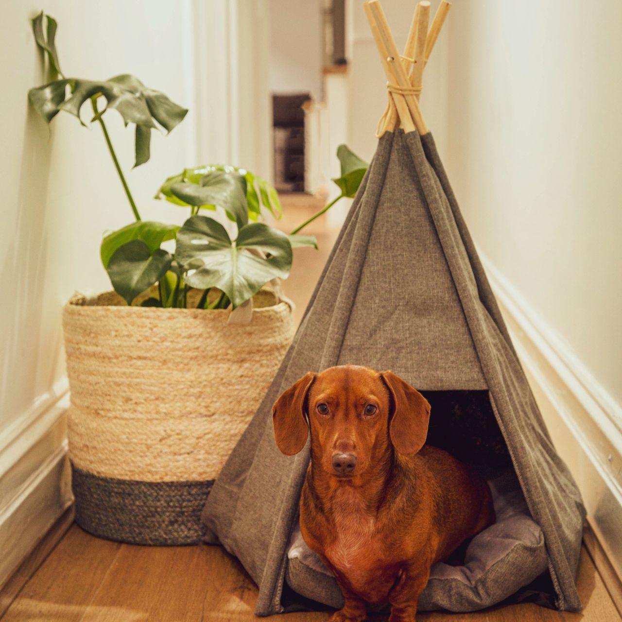 Big dog cheap teepee